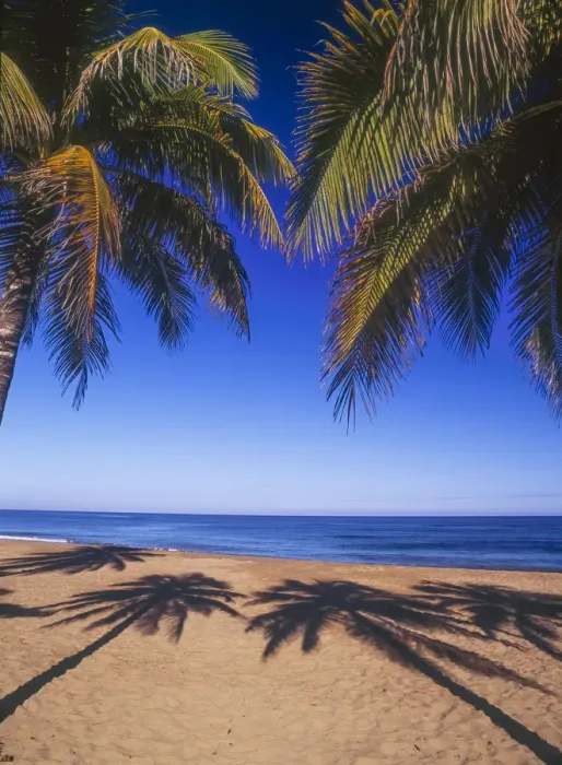 Framed Print : Beach of the Peak, Puerto Rico. Palm trees and their shadows on beach
