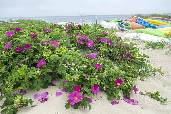 Beach roses, Madaket, Nantucket, Massachusetts, USA