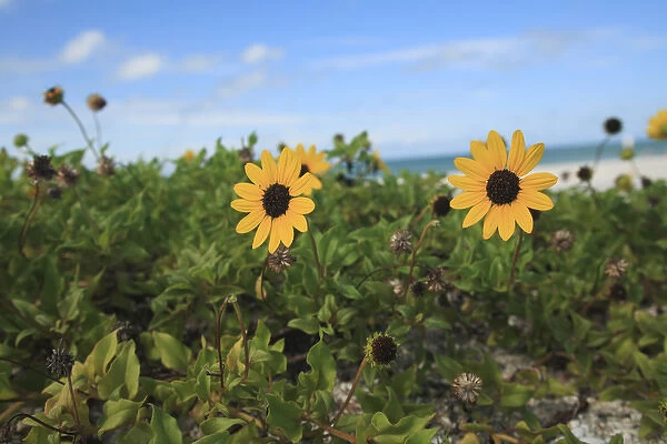 Beach Sunflower Helianthus debilis Captiva Island, Florida