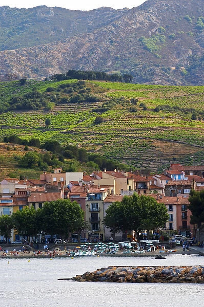 The beach in the village. Collioure. Roussillon. France. Europe. Vineyard