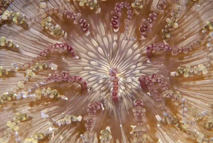 Framed Print : Beaded Sea Anemone, Heteractis aurora (close-up) Framed Print : Beaded Sea Anemone, Heteractis aurora (close-up)