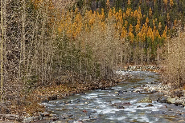Bear Creek in autumn in the Flathead National Forest, Montana, USA