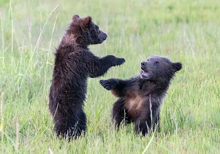 Framed Print : Bear cubs play fighting