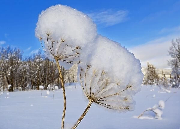 Bear grass stalks covered in fresh snowfall at Marias Pass in Glacier National Park