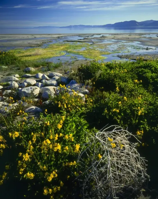 Framed Print : Bear Lake, UTAH. USA. Yellow monkey-flower (Mimulus guttatus) & tumbleweed at spring