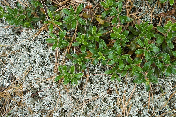 Bearberry (Arctostaphylos uva-ursi) and reindeer lichen in the pitch pine forest