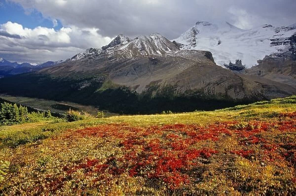 Bearberry in early autumn Athabasca Peak in the Canadian Rockies
