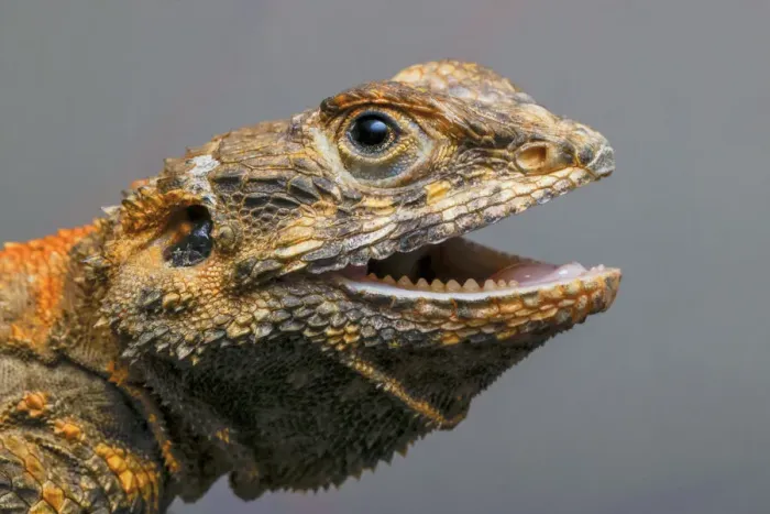 Framed Print : Bearded dragon, Pogona