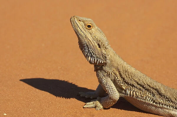 Bearded Dragon ( Pogona vitticeps ), Outback New South Wales, Australia