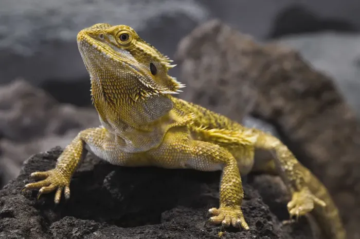 Framed Print : Bearded Dragon, Pogona vitticeps. (Captive) Framed Print : Bearded Dragon, Pogona vitticeps. (Captive)