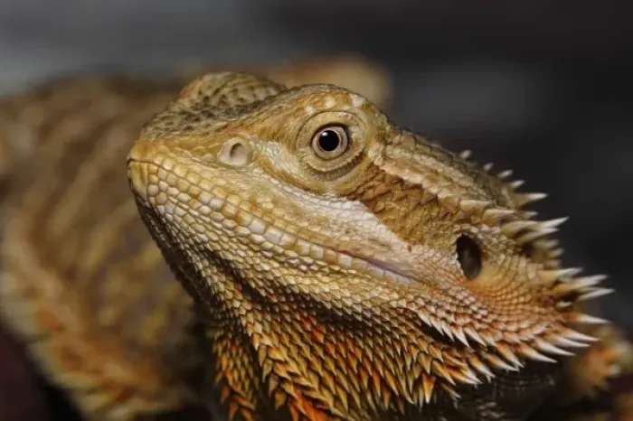 Framed Print : Bearded Dragon, Pogona vitticeps. (Captive) Framed Print : Bearded Dragon, Pogona vitticeps. (Captive)