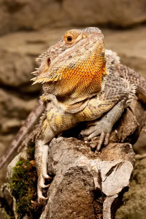 Framed Print : Bearded Dragon, Pogona vitticeps, Native to Australia Framed Print : Bearded Dragon, Pogona vitticeps, Native to Australia