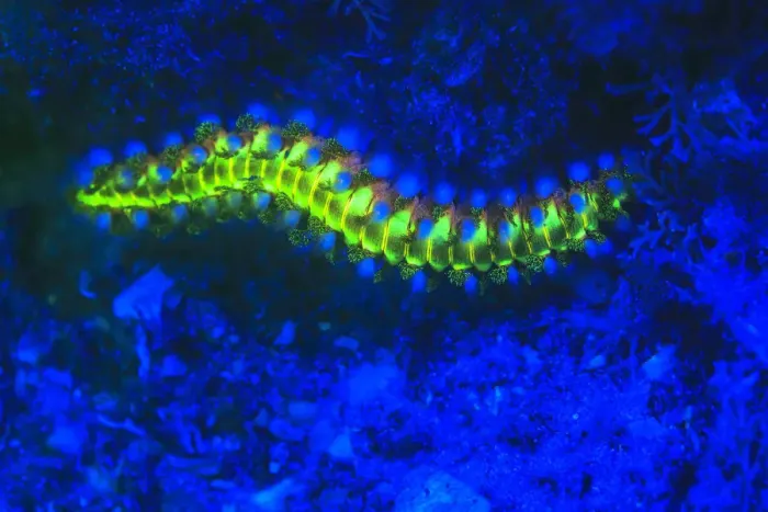 Framed Print : Bearded Fireworm (Hermodice carunculata), Underwater Fluorescence, Blue Heron Bridge