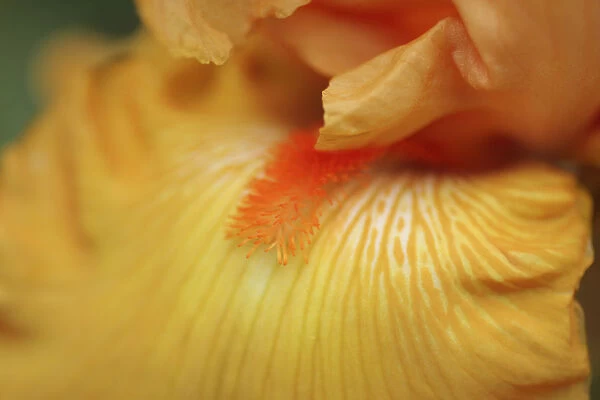 Bearded iris flower close-up