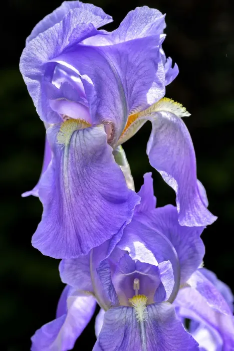 Framed Print : Bearded Iris, USA