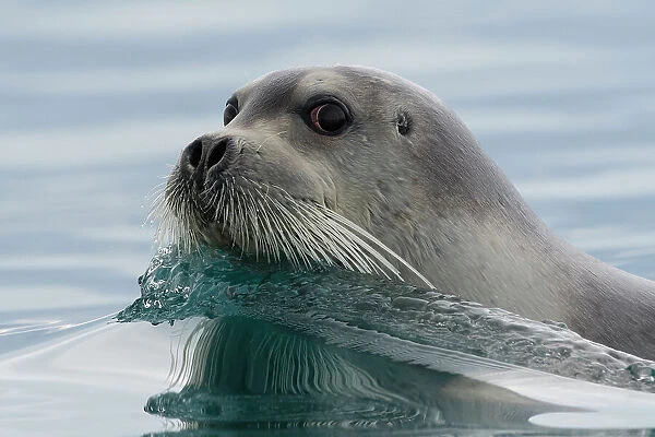 A bearded seal, Erignathus barbatus, swimming in the Arctic waters. Svalbard, Norway