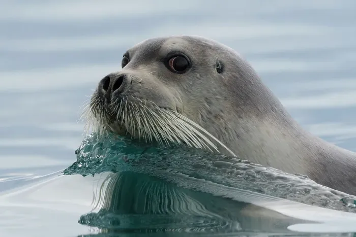 Framed Print : A bearded seal, Erignathus barbatus, swimming in the Arctic waters. Svalbard, Norway