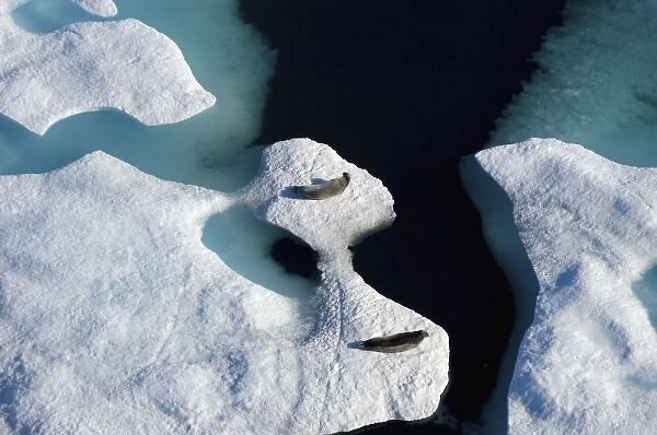 bearded seals, Erignathus barbatus, pair resting on multi-layer ice, Chuckchi Sea