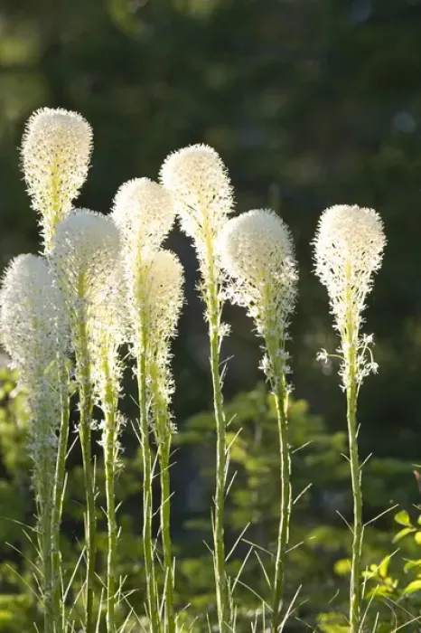 Framed Print : Beargrass bloom with backlighting in the Whitefish Range near Whitefish Montana