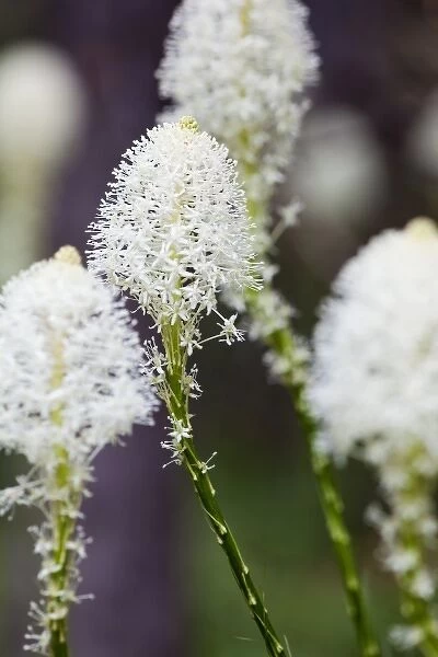 Beargrass blooms in summer in Glacier National Park in Montana