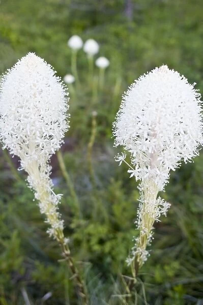 Beargrass blooms in the Whitefish Range in Montana