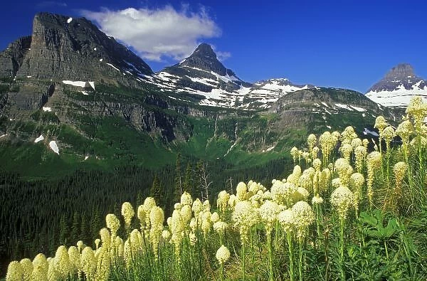 Beargrass at Logan Pass in Glacier National Park in Montana