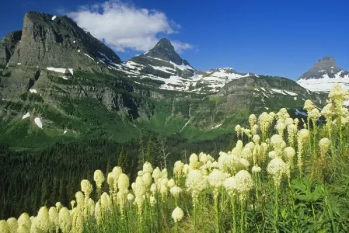 Framed Print : Beargrass near Logan Pass in Gacier National Park, Montana, USA Framed Print : Beargrass near Logan Pass in Gacier National Park, Montana, USA