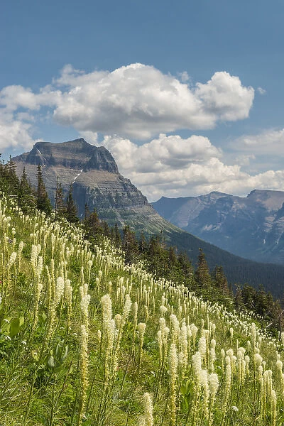 Beargrass as seen from Glacier National Park