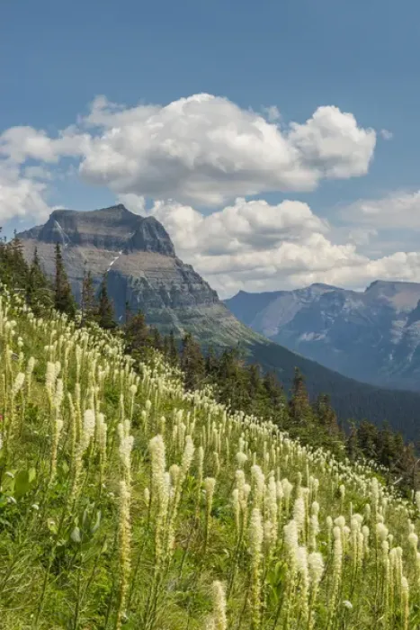 Framed Print : Beargrass as seen from Glacier National Park Framed Print : Beargrass as seen from Glacier National Park