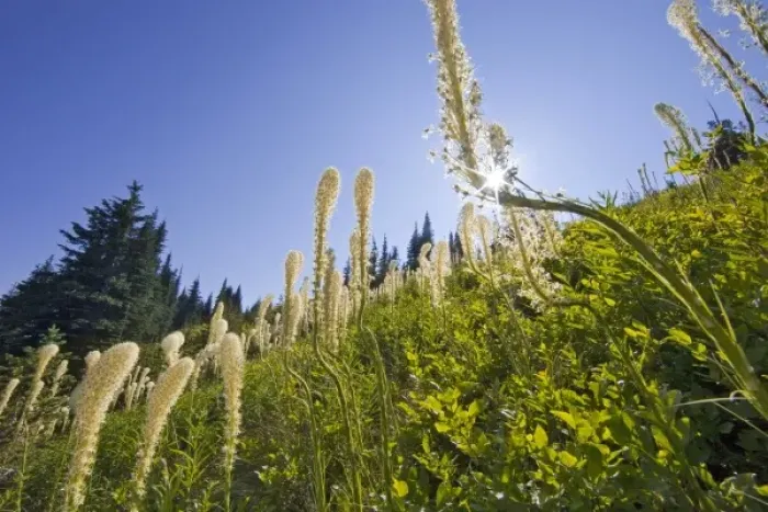 Framed Print : Beargrass on the slopes at Whitefish Mountain Resort in Whitefish, Montana