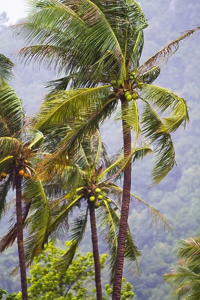 Beatiful palm trees sway in the breeze on Ko Phangan, Thailand