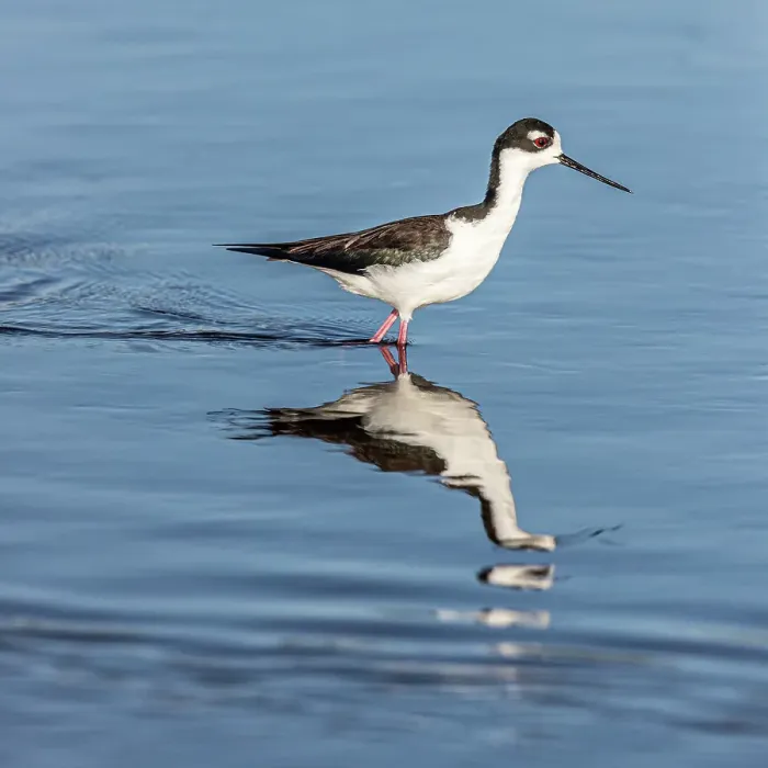 Framed Print : A beautiful adult black-necked stilt walks through shallow water Framed Print : A beautiful adult black-necked stilt walks through shallow water