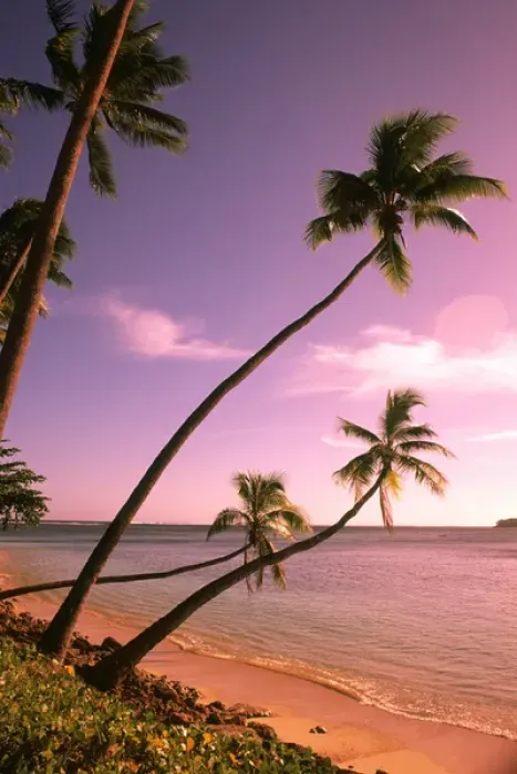 Framed Print : Beautiful Beach and Palms Nadi Bay Area in the Fiji Islands Framed Print : Beautiful Beach and Palms Nadi Bay Area in the Fiji Islands
