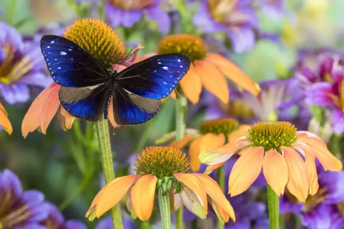 Framed Print : Beautiful blue butterfly, Euploea mulciber subvisaya on orange coneflowers and painted Framed Print : Beautiful blue butterfly, Euploea mulciber subvisaya on orange coneflowers and painted