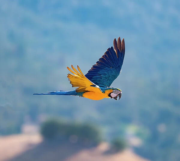 Beautiful blue and gold macaw soars above the Lotus Valley, California