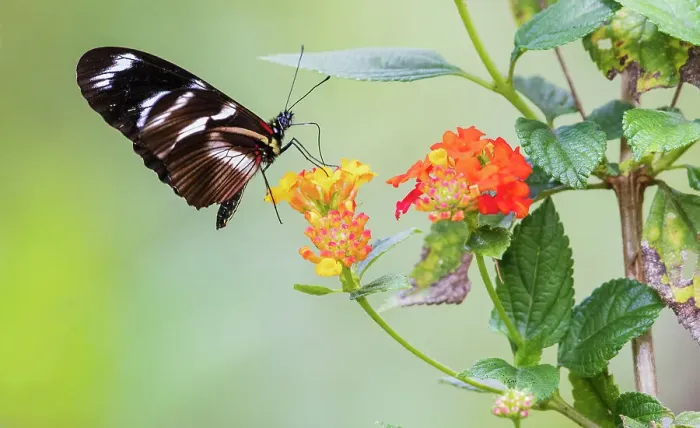 Framed Print : Beautiful butterfly gathering nectar and pollen in the mountains of Peru Framed Print : Beautiful butterfly gathering nectar and pollen in the mountains of Peru