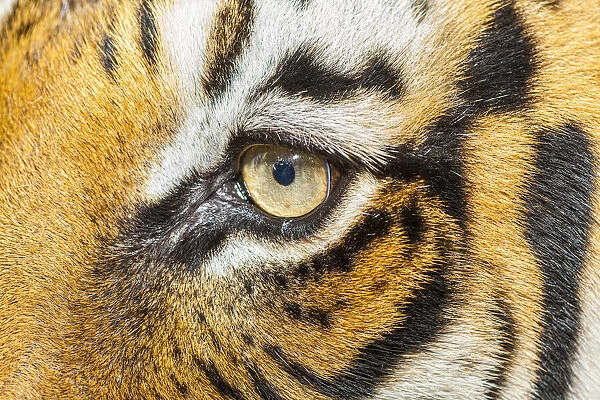 The beautiful eyes of the Malayan tiger