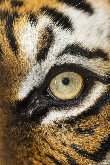 Framed Print : The beautiful eyes of the Malayan tiger
