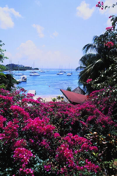 Beautiful flowers and boats of Sunsail Lagoon in St. Vincent and the Grenadines