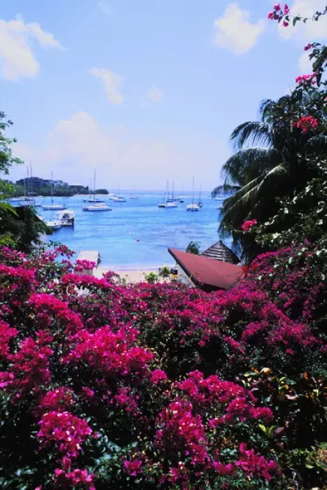 Framed Print : Beautiful flowers and boats of Sunsail Lagoon in St. Vincent and the Grenadines Framed Print : Beautiful flowers and boats of Sunsail Lagoon in St. Vincent and the Grenadines