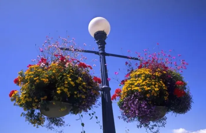 Framed Print : Beautiful flowers in posts from lights in beautiful Victoria British Columbia Canada Framed Print : Beautiful flowers in posts from lights in beautiful Victoria British Columbia Canada