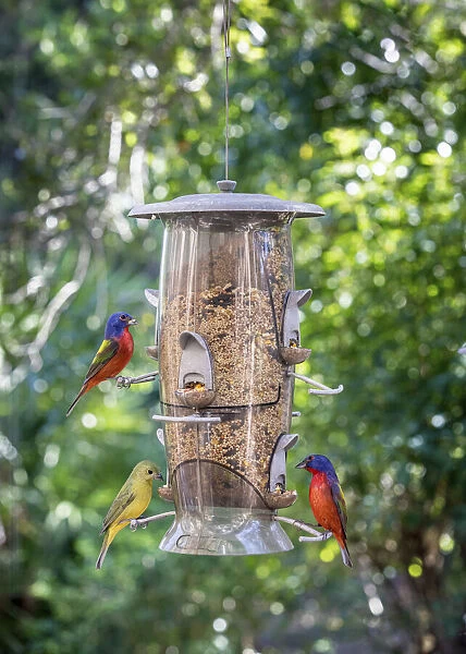 Beautiful painted buntings, male and female on backyard feeder seen from window