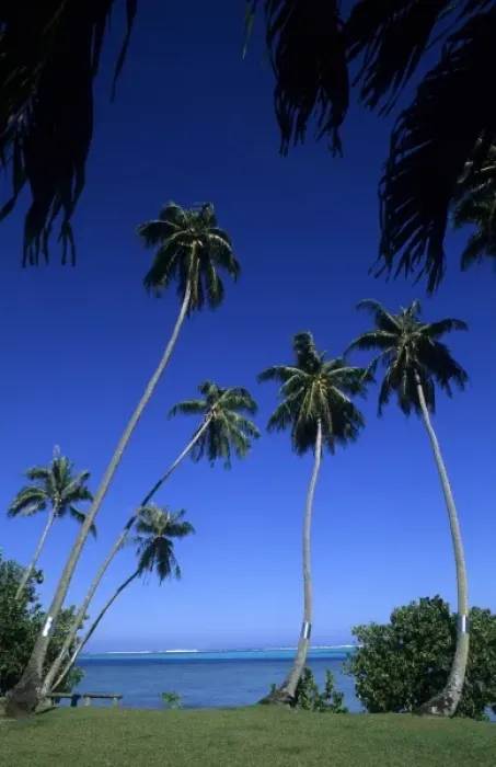 Framed Print : Beautiful palm trees as scenic on water in Tahiti in French Polynesia in the South