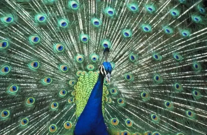 Framed Print : Beautiful peacock spreading colorful feathers