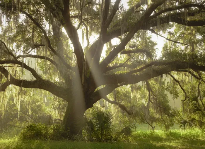 Framed Print : Beautiful Southern Live Oak tree, Quercus virginiana, Central Florida Framed Print : Beautiful Southern Live Oak tree, Quercus virginiana, Central Florida