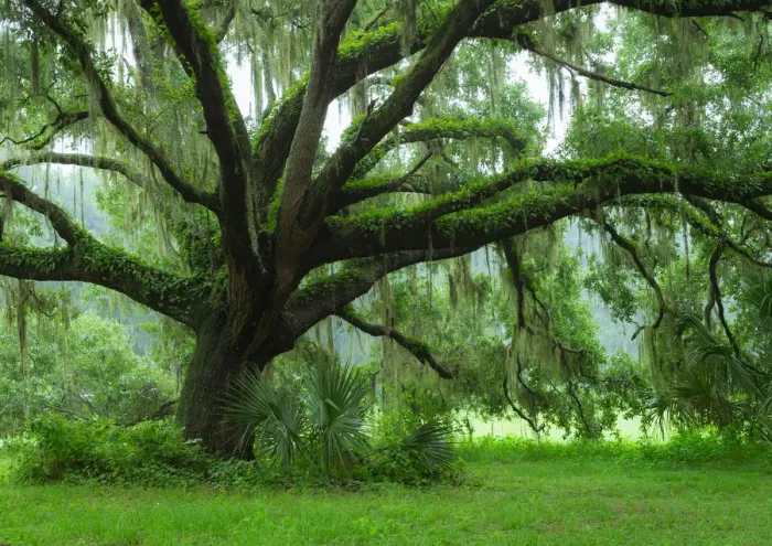 Framed Print : Beautiful Southern Live Oak tree, Quercus virginiana, Central Florida