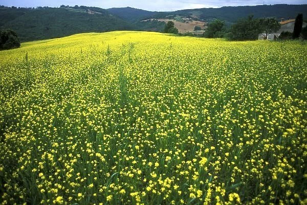 Beautiful yellow flower covered fields of San Gimignano in Tuscany Italy
