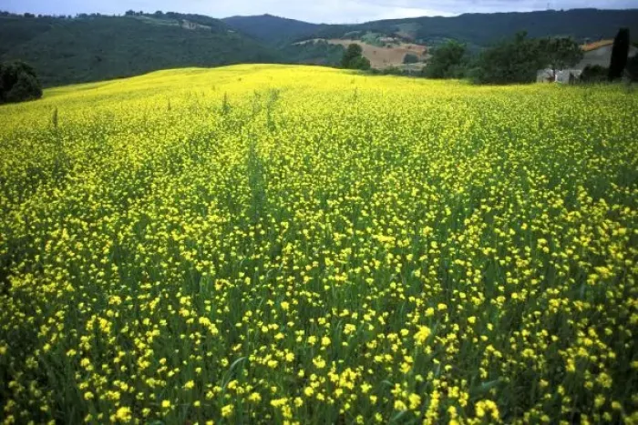 Framed Print : Beautiful yellow flower covered fields of San Gimignano in Tuscany Italy