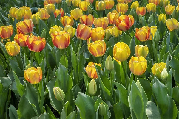 Beauty of Spring Darwin hybrid tulip, USA