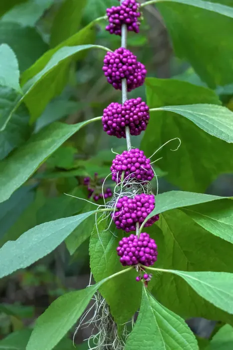 Framed Print : Beautyberry bush detail
